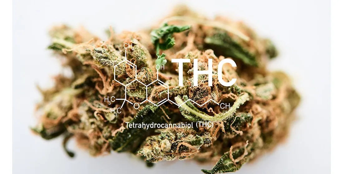 THCA Vs. THC: Which One Is Better For You?